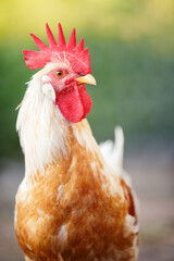 Awesome portrait of a ginger-colored rooster in a green background