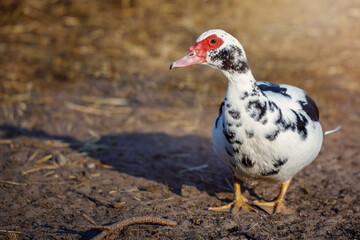 Muscovy duck white with dark spots like Dalmatian colours
