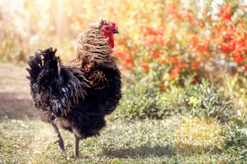 A beautiful rooster walks in the garden in a background of sunli