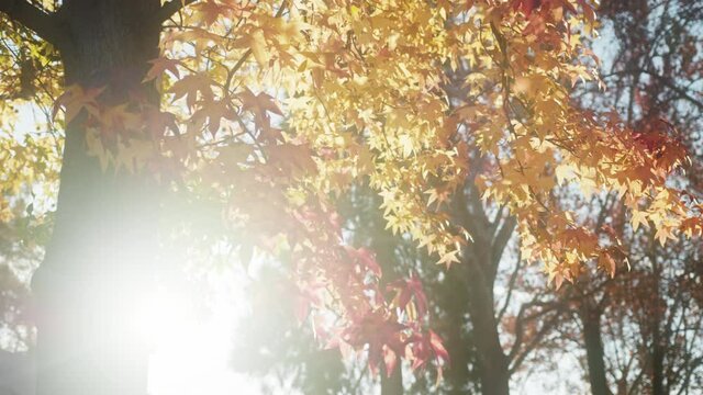 Autumn nature 4K footage with colorful maple leaves with sunshine on background