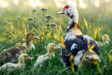 Group of ducklings of a muscovy duck in Lithuania village