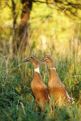 Indian Runner duck - couple of ducks on grass in the garden