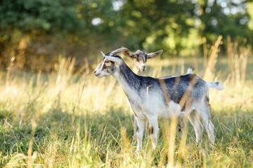 Two goats in a meadow, with high golden bends. Golden hue due to golden hour