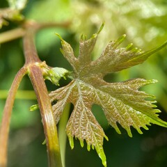 Close-up of young grape leaf