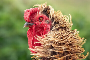 Golden rooster portrait on a green background