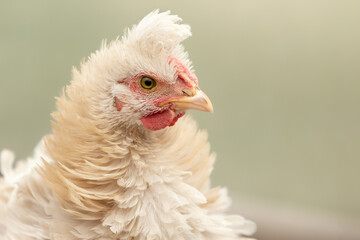 Gentle fluffy creamy chicken on a light background, there is space for an inscription.