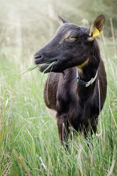 Vertical photo of a black goat from the front with grass in its mouth
