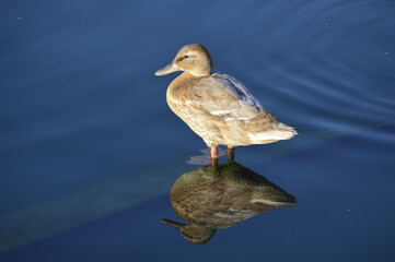 A duck walking over a quiet blue lake