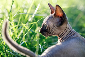 Dark gray sphynx kitten profile portrait in the meadow during summer
