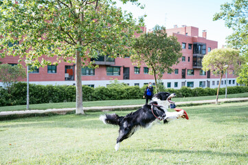 Naklejka na ściany i meble Border collie showing his teeth as he tries to catch the disc thrown to him by his handler, a young woman.