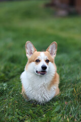 Red dog corgi Pembroke is sitting on green lawn in fine rain,  dog is wet looking ahead