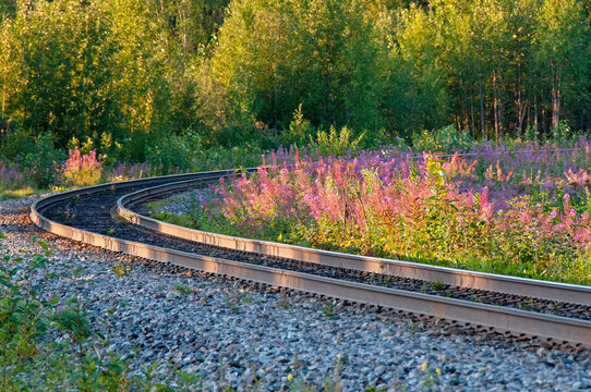 Curved railroad tracks and fireweed