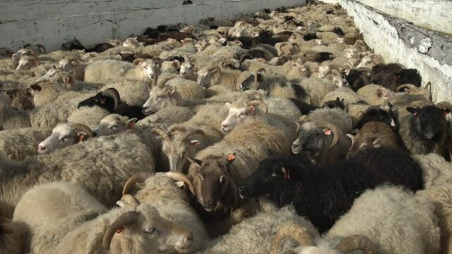 Many sheep crowded into a pen during round-up in Iceland