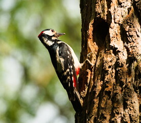 Great spotted woodpecker. Woodpecker in a tree by a hollow.