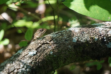 lizard on a tree