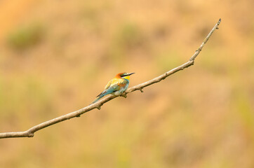 bee eater perched on a branch, Bienenfresser