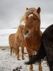 Horse in Iceland