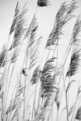 Dry reed outdoor in colors, reed layer, reed seeds. Black and white reed grass, pampas grass. Abstract natural background. Beautiful pattern with neutral colors. Minimal, stylish, trend