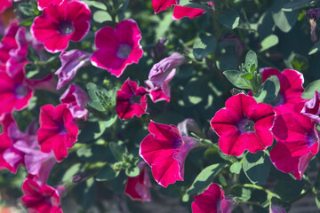 Petunia plant with lilac flowers. Closeup Petunia flowers. Red Petunia flowers in the garden.