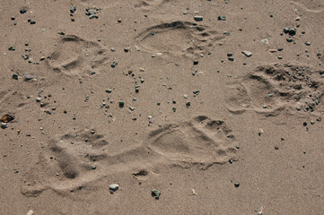 Grizzly bear footprints on shore of Lake Clark
