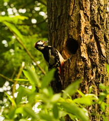 Great spotted woodpecker(Dendrocopos major). Woodpecker in a tree by a hollow.