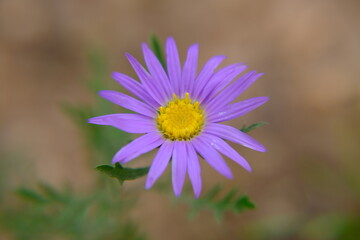 Machaeranthera tanacetifolia - Tansy-aster - Flower