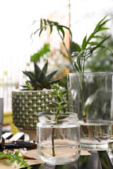 Different houseplants and seedlings on table indoors