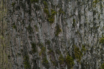 Close-up of oak bark with green moss 
