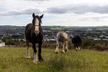Horse in a field grazing