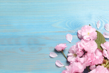 Obraz na płótnie Canvas Beautiful sakura tree blossoms on turquoise wooden table, flat lay. Space for text