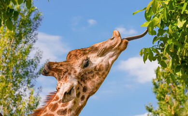 Сlose up of a giraffe's head trying to reach a leaf with its tongue 