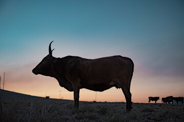 Nguni cow standing at dawn. Silhouette. 
