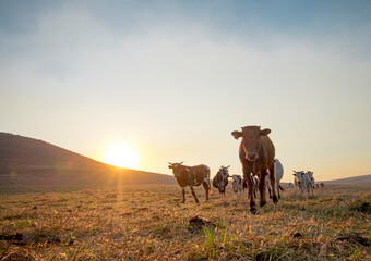 nguni cattle in field at sunrise © cameron1983