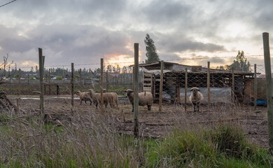 Fototapeta na wymiar old farm house sheeps behind the fence