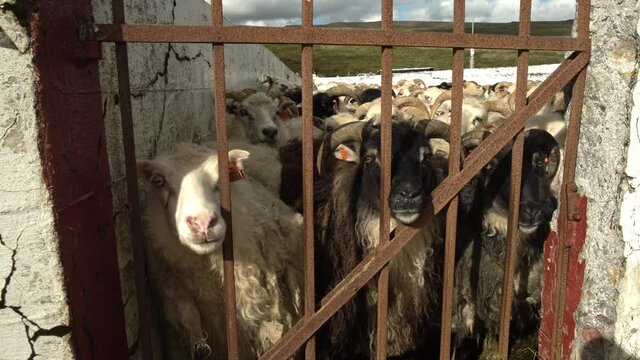 Icelandic sheep in pen behind gate in Iceland