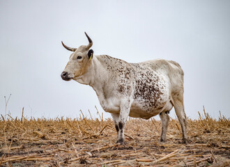 Nguni cow standing in a farm field