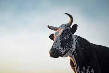 Nguni cow head and shoulders against blue sky