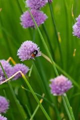 Hummel sitzt auf lila Blüte vor grünem Hintergrund