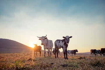 nguni cattle in field at sunrise