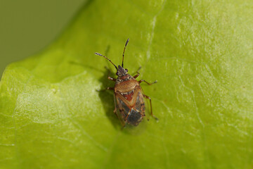 Close up head of a small birch catkin bug (Kleidocerys resedae) on a leaf. Family Lygaeidae. Dutch...