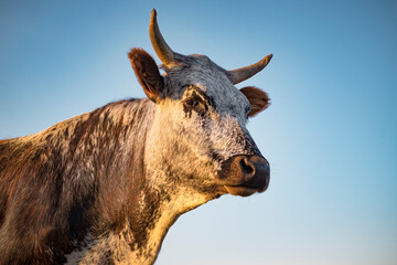 Nguni cow head and shoulders against blue sky
