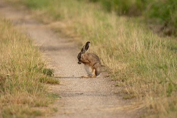 Brown Hare cleaning - Feldhase bei der Reinigung