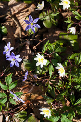 the first blue forest flowers in the spring