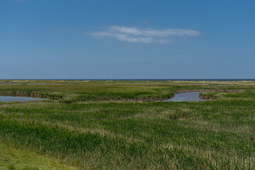 Kleiner Fluss durch grünes Seegras an der Küste