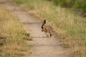 Brown Hare cleaning - Feldhase bei der Reinigung