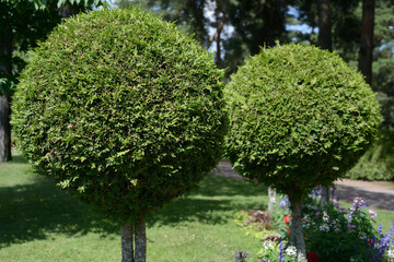 spherical thuja trees in a garden