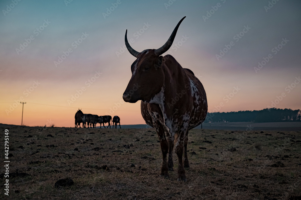 Wall mural nguni cow silhouette against morning sky