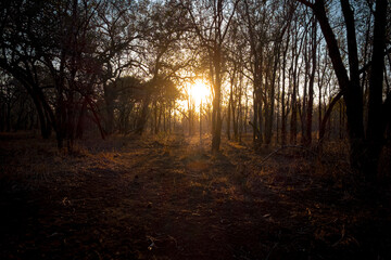 Dawn sunshine through trees