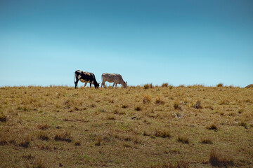 nguni cows in a field at sunrise