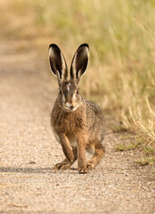 Brown Hare tongue, Feldhase mit Zunge